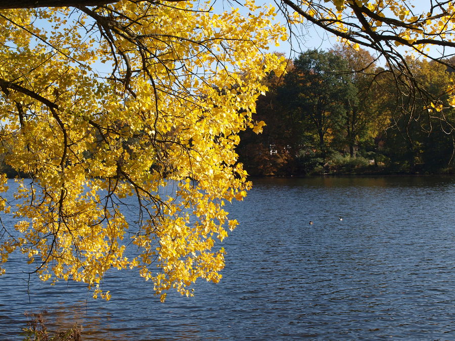 Herbst am Mühlenteich