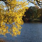 Herbst am Mühlenteich