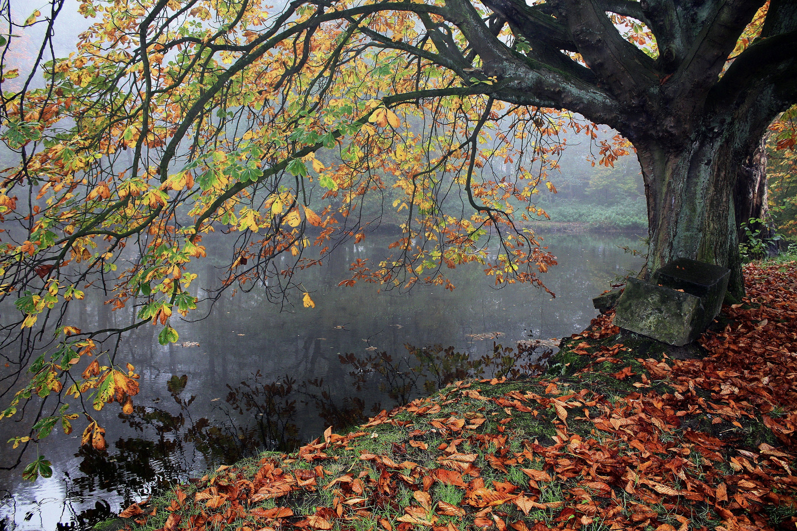 Herbst am Mühlenweiher 