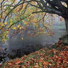 Herbst am Mühlenweiher 