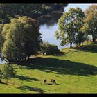 Herbst am Neckar...