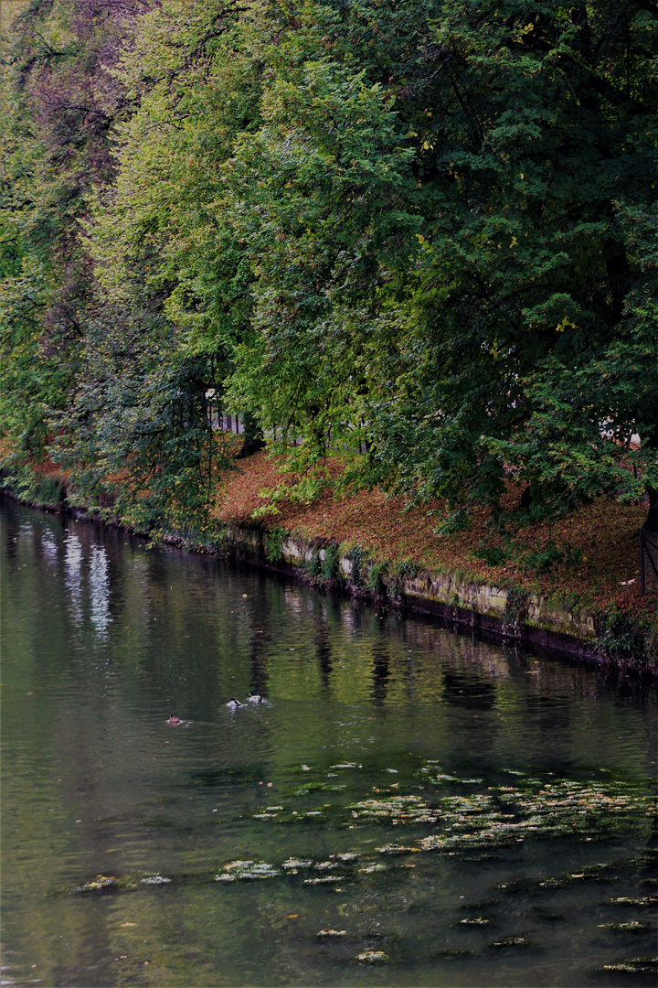 Herbst am  Neckar Ufer