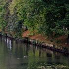 Herbst am  Neckar Ufer