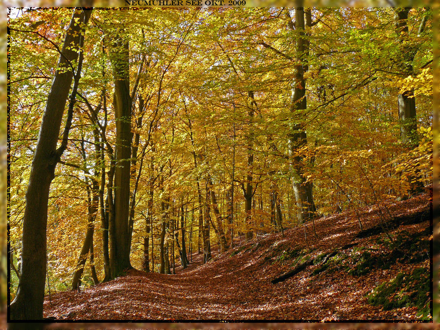 Herbst am Neumühler See