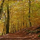 Herbst am Neumühler See