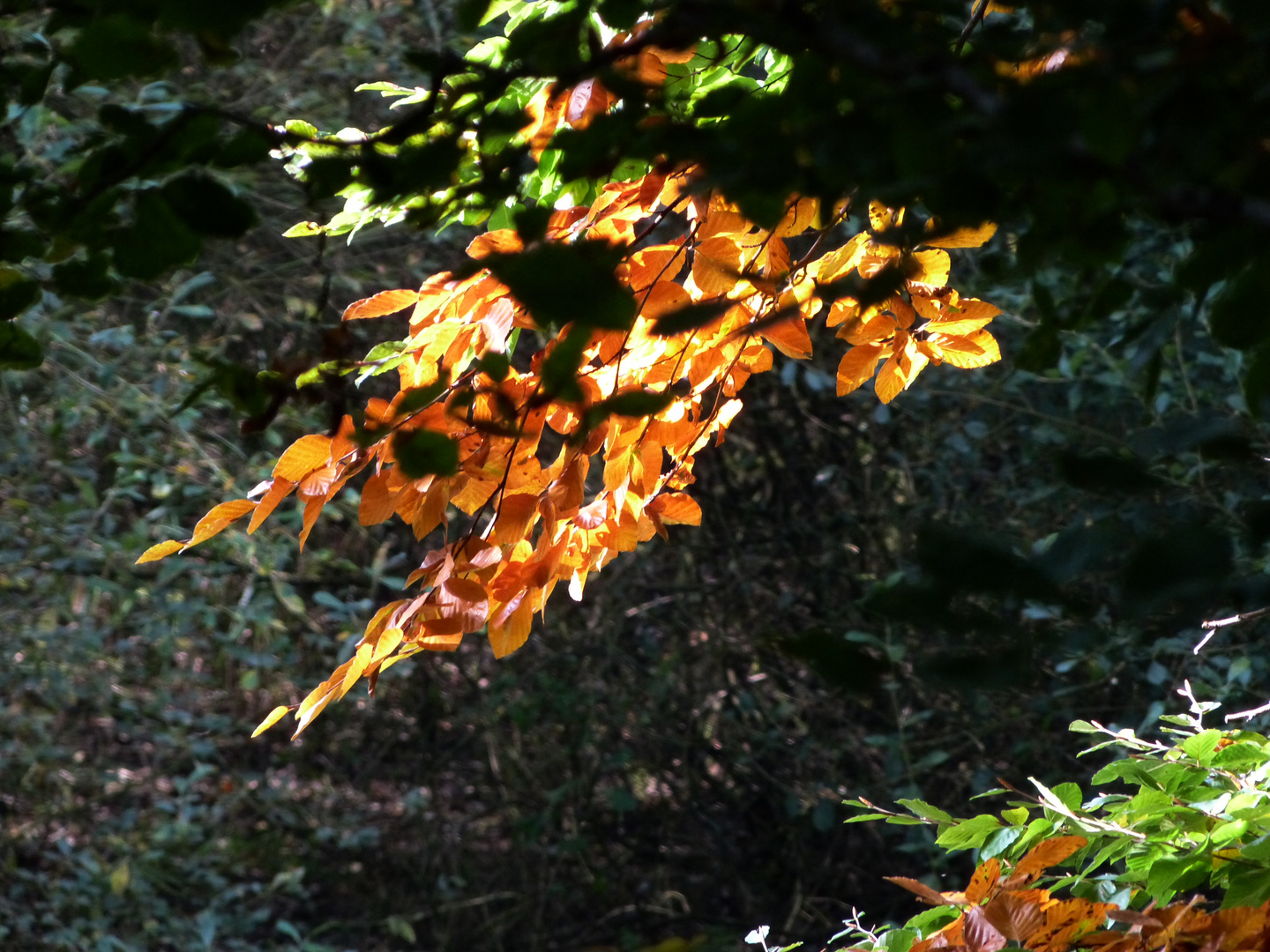 Herbst am Niederrheim