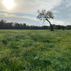 Herbst am Niederrhein 1