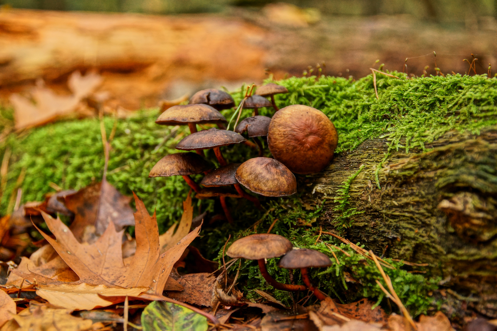 Herbst am Niederrhein