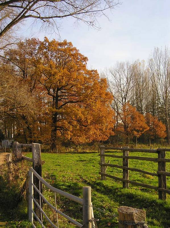 Herbst am Niederrhein