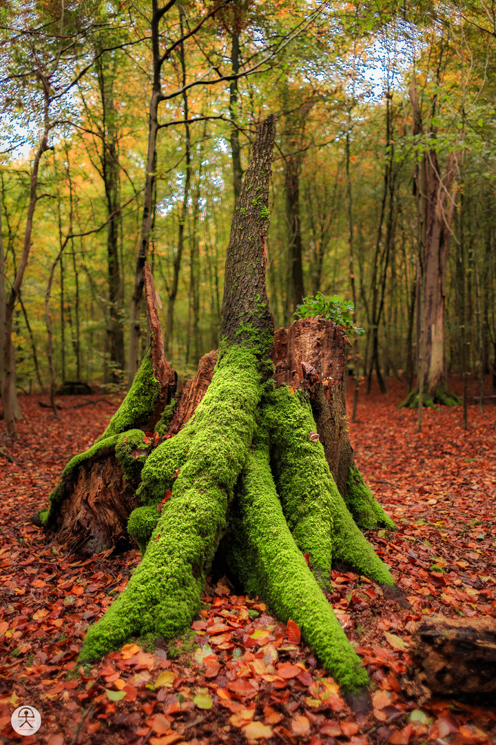 Herbst am Niederrhein