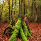 Herbst am Niederrhein