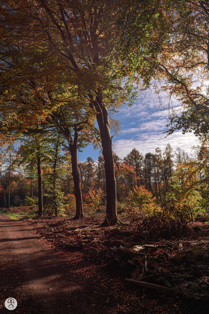 Herbst am Niederrhein