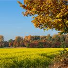 Herbst am Niederrhein