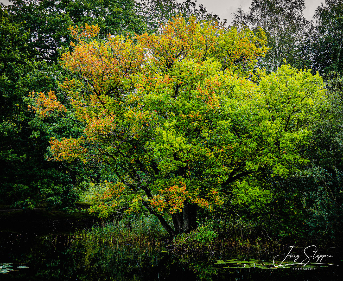 Herbst am Niederrhein 