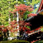 Herbst am Nikkozan Rinnoji Temple