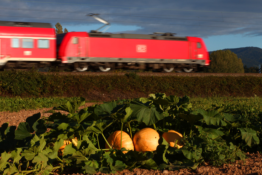 Herbst am Oberrhein