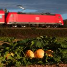 Herbst am Oberrhein