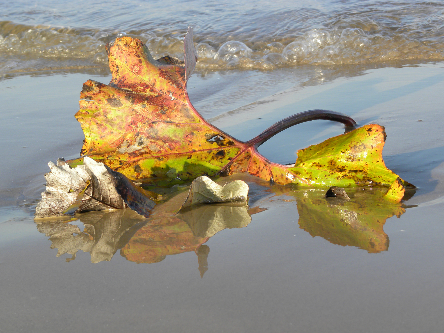 Herbst am Ostseestrand