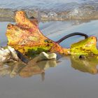 Herbst am Ostseestrand