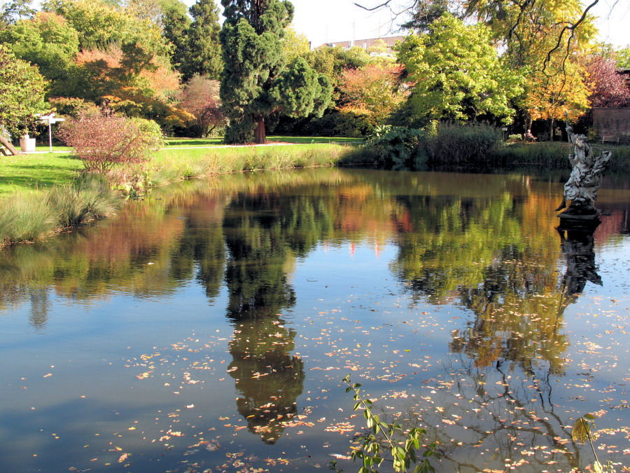 Herbst am Parkteich...