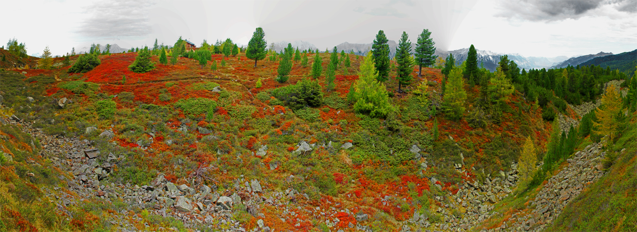 Herbst am Patscherkofl