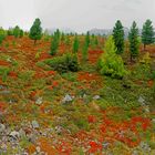 Herbst am Patscherkofl