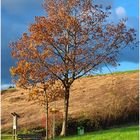 Herbst am Pilgerweg