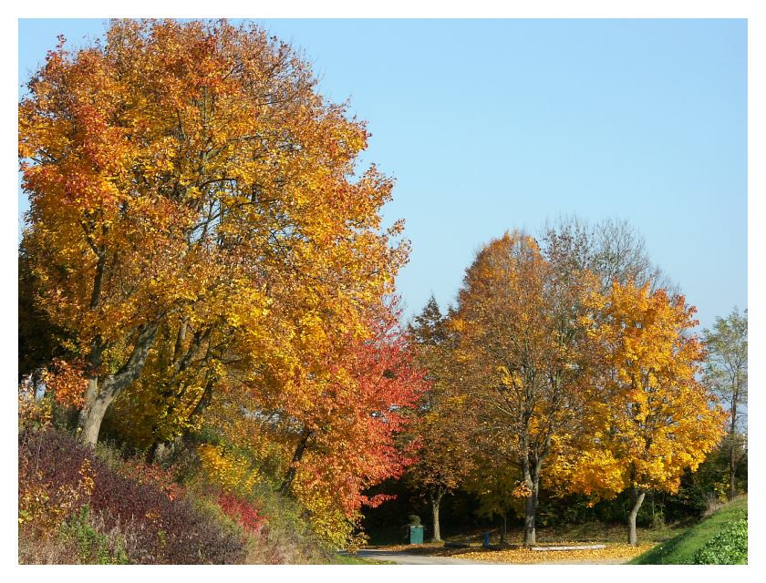 Herbst am Rabenberg in Enns