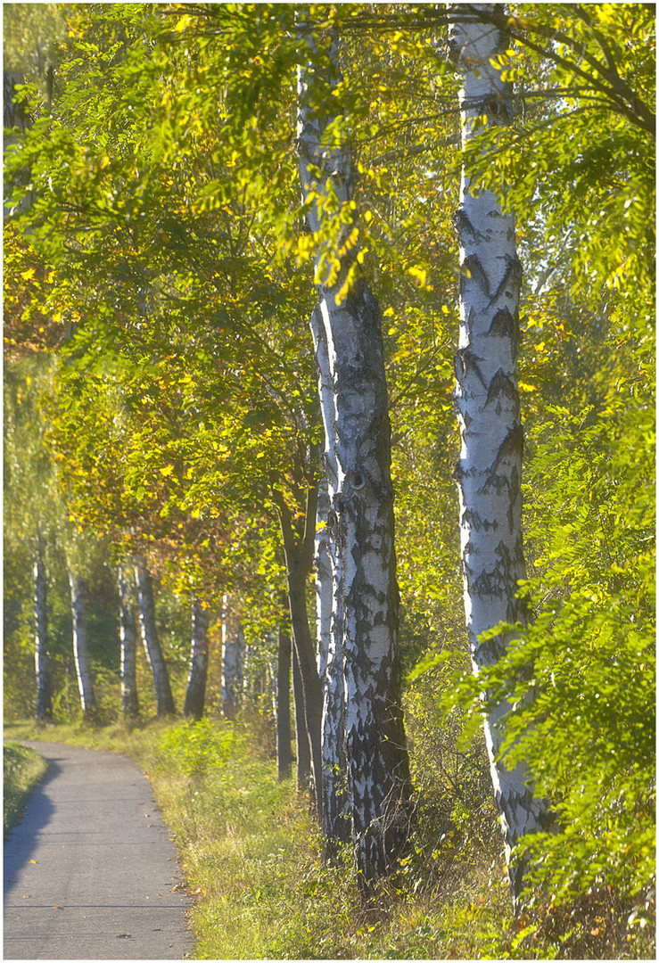 Herbst am Radweg !