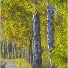 Herbst am Radweg !