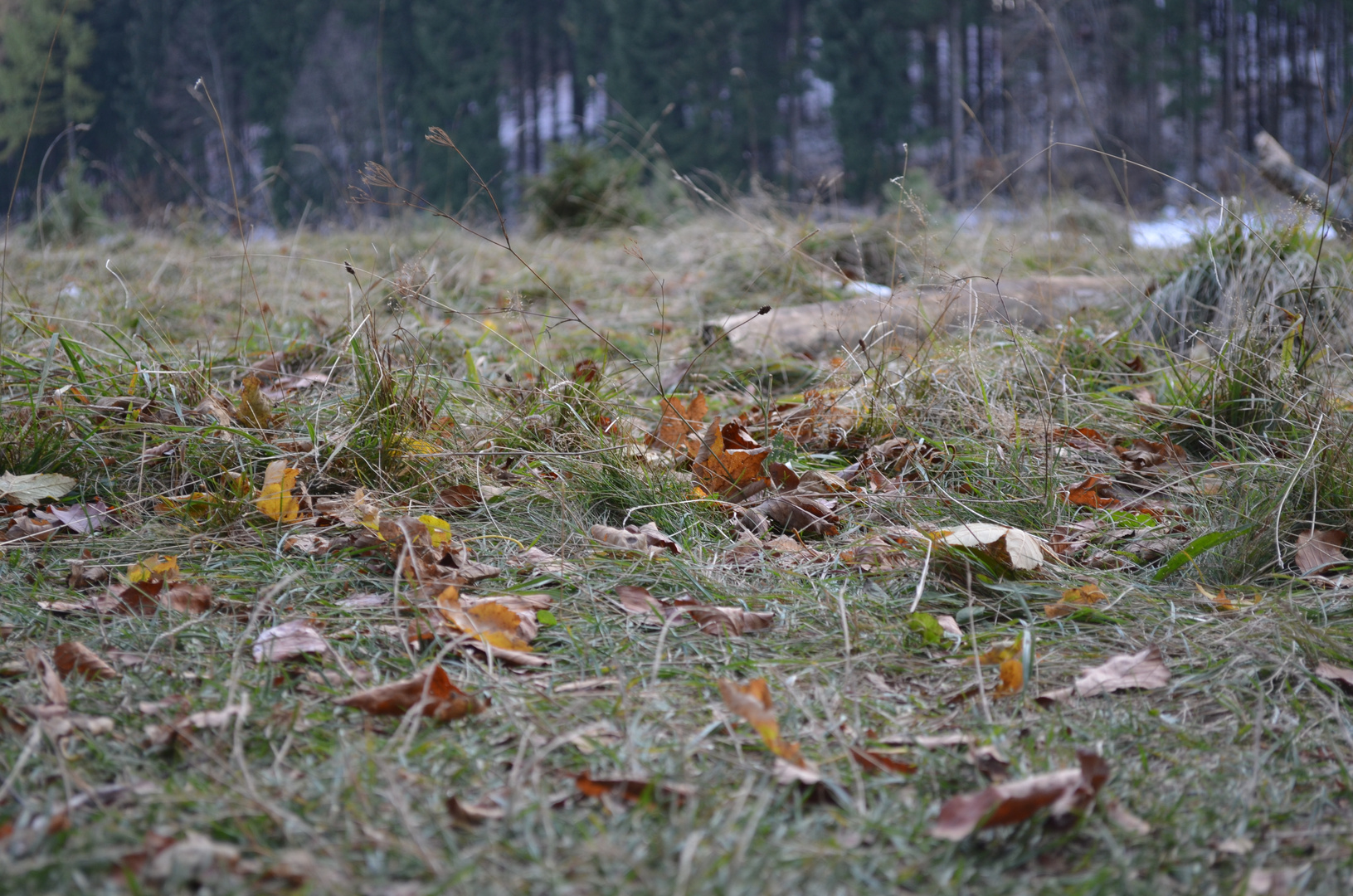 Herbst am Raichberg