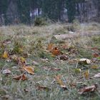 Herbst am Raichberg