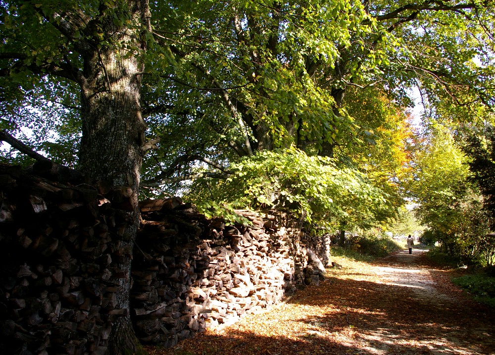 Herbst am Randecker Maar