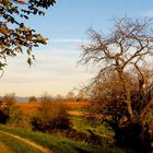 Herbst am Rebhang