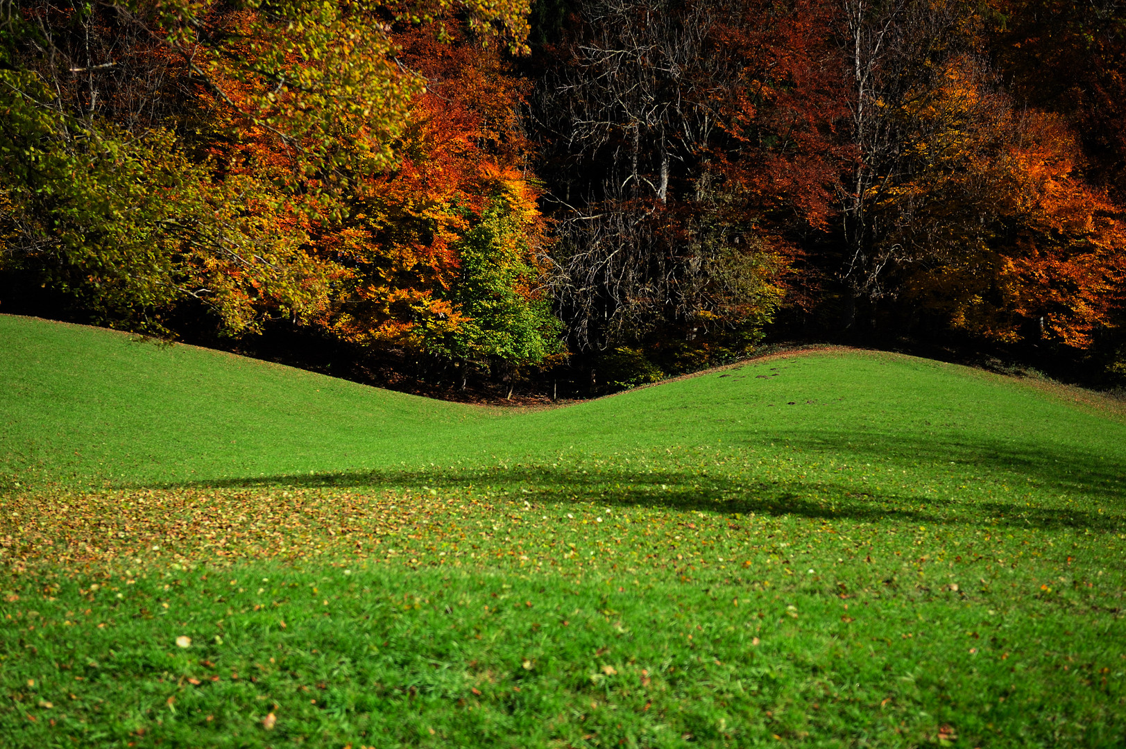 Herbst am Rechberg