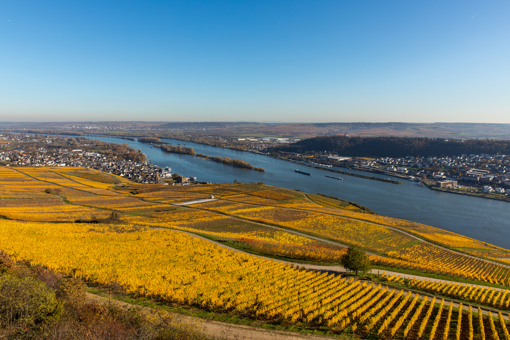 Herbst am Rhein