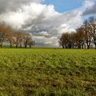 Herbst am Rhein