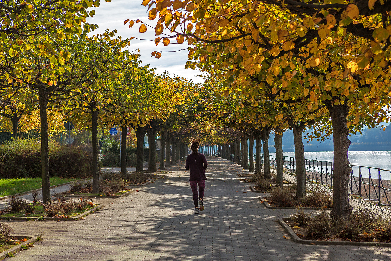 Herbst am Rhein 