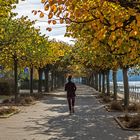 Herbst am Rhein 