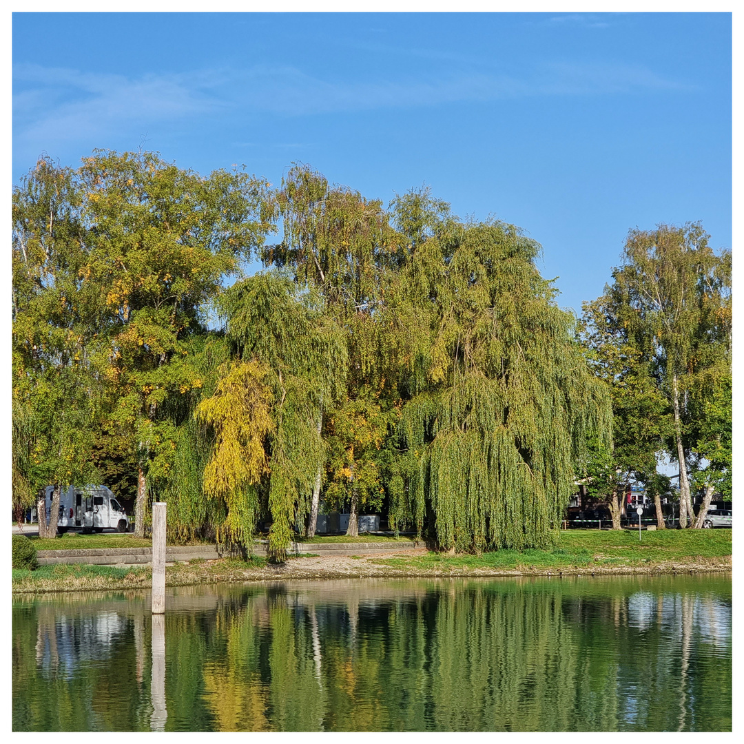 Herbst am Rhein