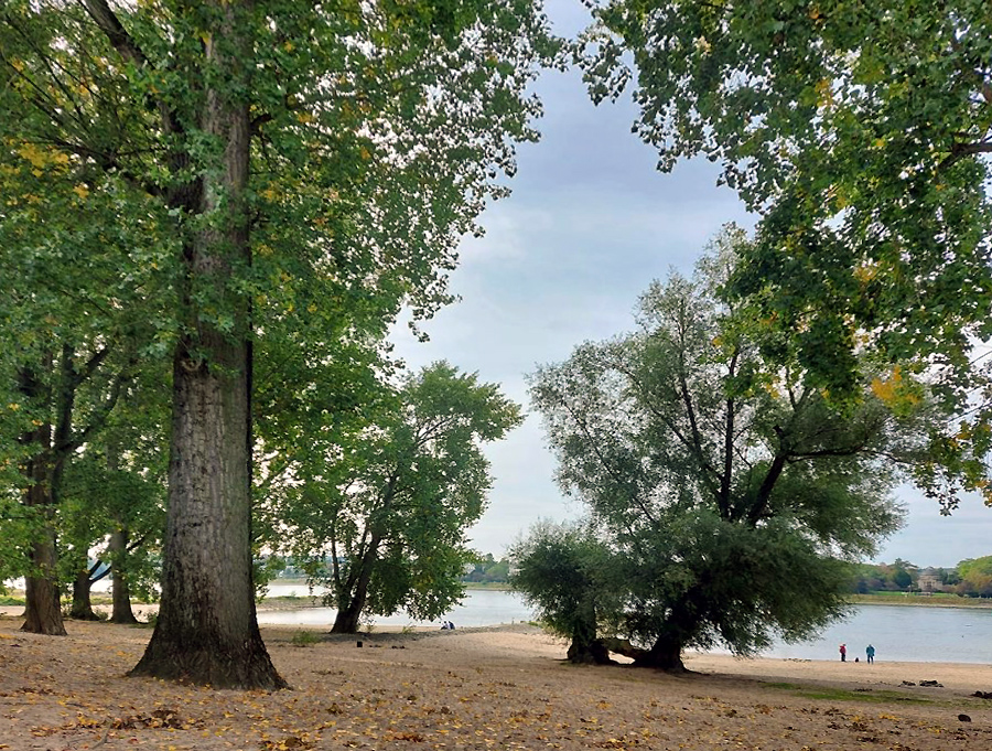 Herbst am Rhein  (2)