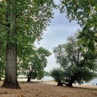 Herbst am Rhein  (2)