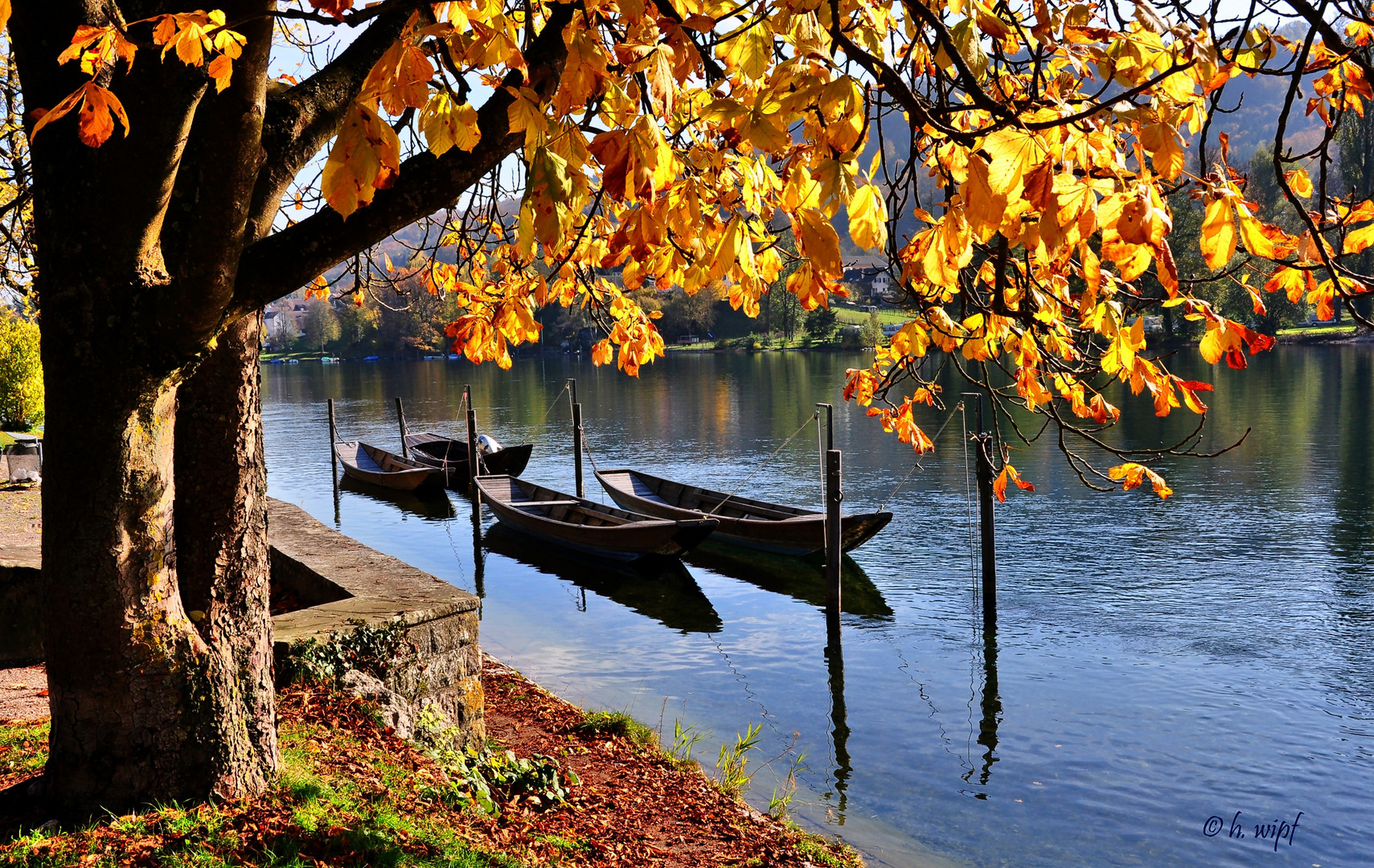  Herbst am Rhein 2 