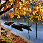  Herbst am Rhein 2 