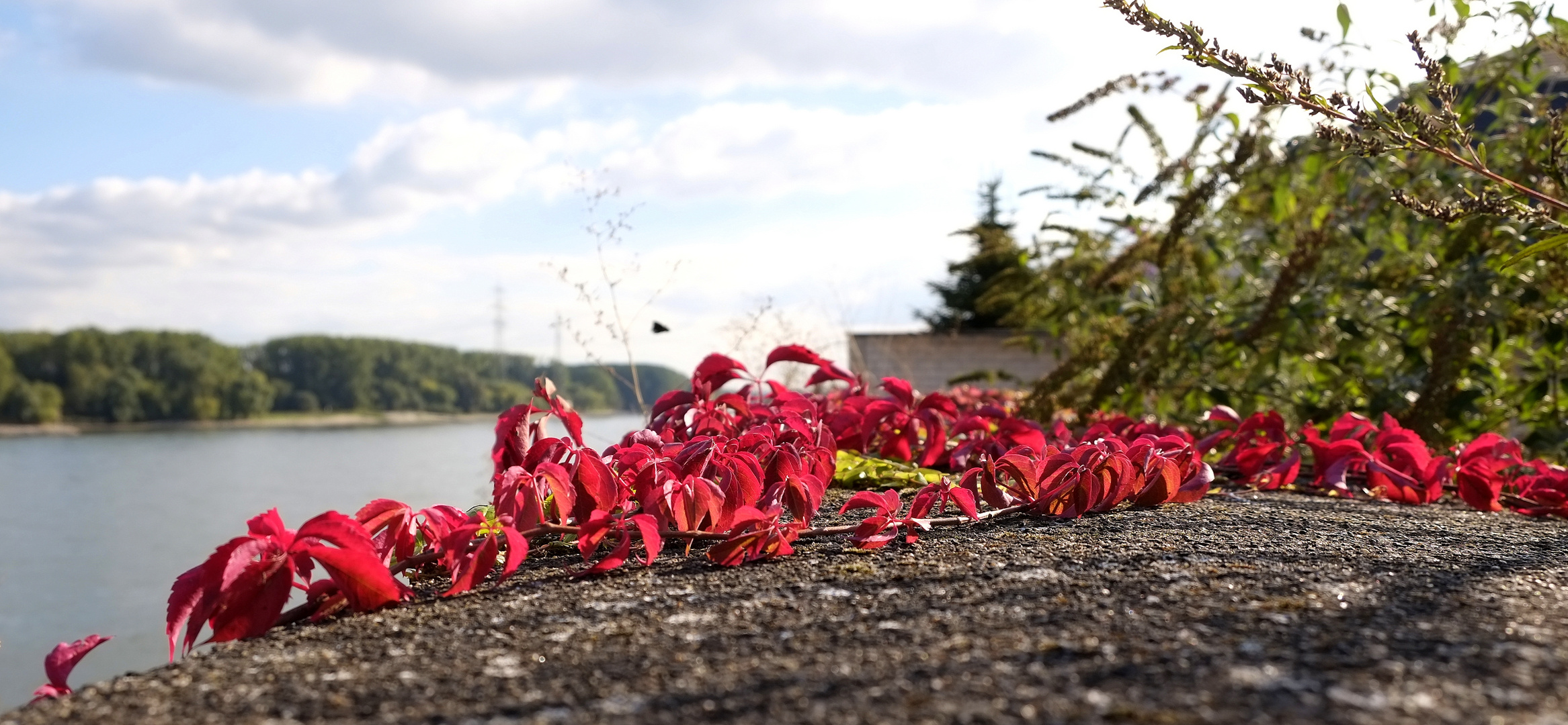 Herbst am Rhein