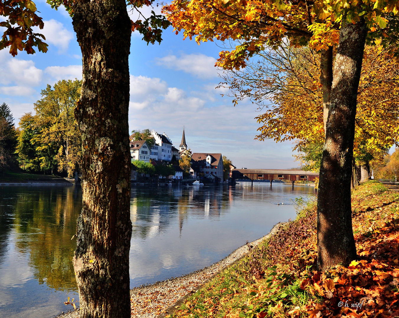 Herbst am Rhein 3