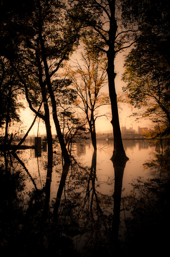 Herbst am Rhein