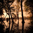 Herbst am Rhein