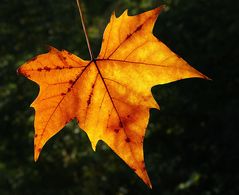 Herbst am Rhein