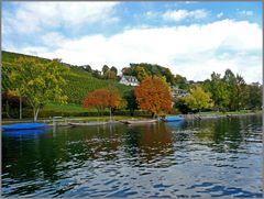 Herbst am Rhein